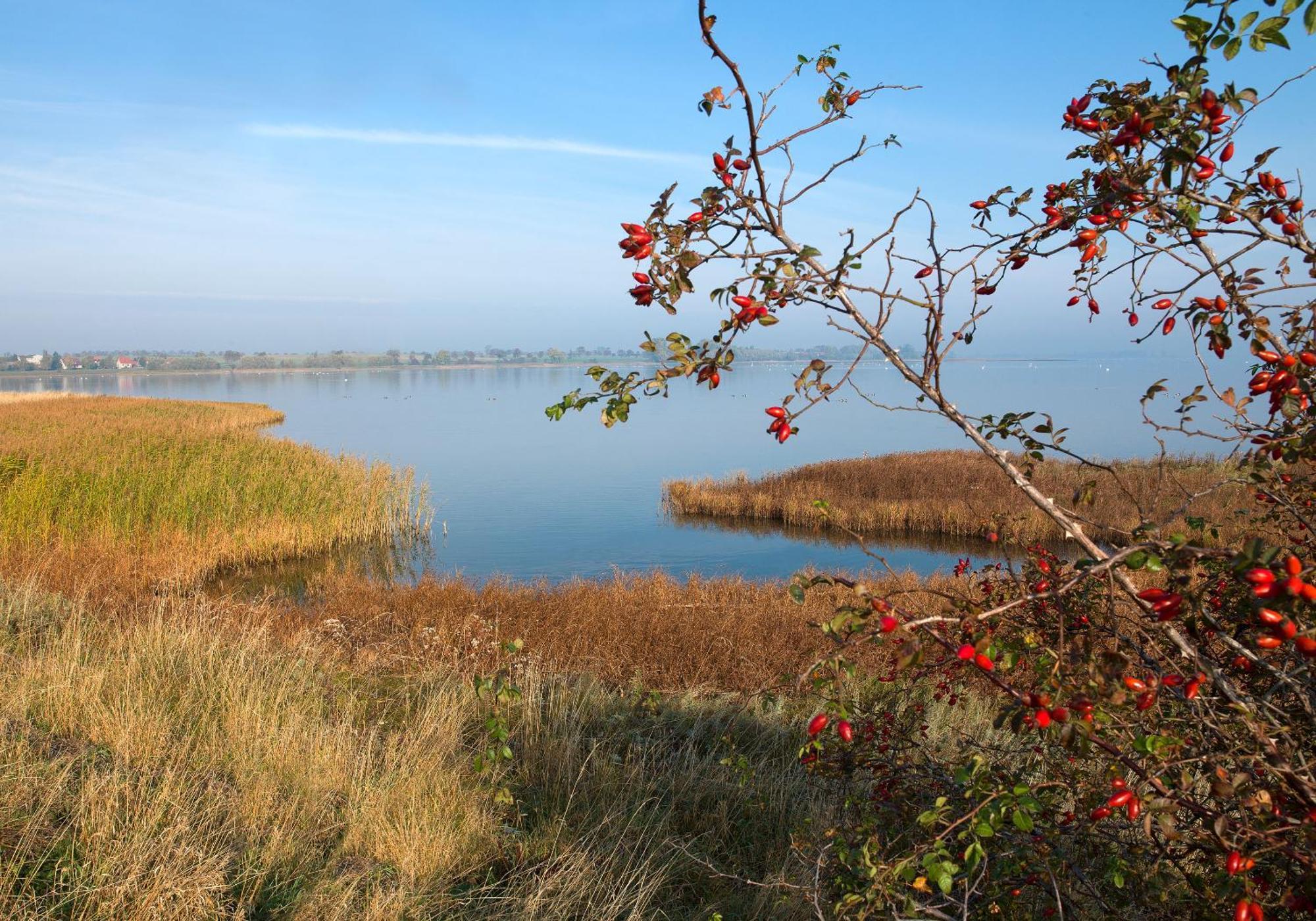 Daenische Ferienhaeuser Am Salzhaff Haus Vogelparadies Insula Poel Exterior foto